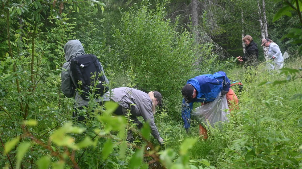 Naturskyddsföreningen och Skellefteå kommun anordnar träffar under sommaren för att rensa bort jättebalsamin.