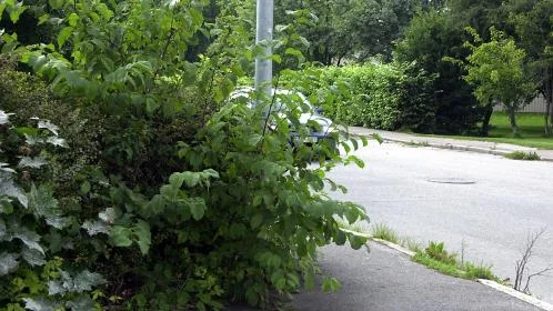Olyckor inträffar där sikten är skymd. Växtlighet får ej inkräkta på trottoarutrymme eller körbana, heter det i kommunens föreskrifter. Bild: CHRISTER ELDERUD