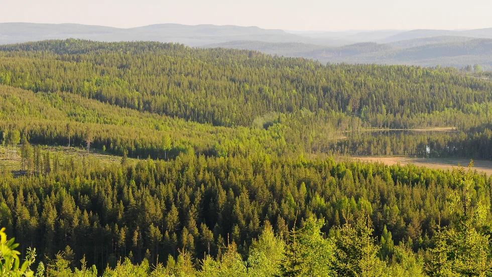Den svenska skogen tar inte slut, hävdar Lars Pekka som med denna bild vill visa att kalhyggen finns som inslag i en växande skog av mångfald och olika åldersklasser. Bilden är tagen i Ramsele i Mellannorland.