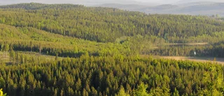 Miljörörelsen tar heder och ära av skogens arbetare