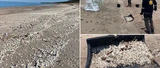 Nu är saneringen av palmolja på Gotska Sandön klar