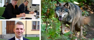 Politikernas besked: Linköping ska vara fritt från varg