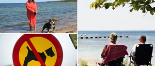 Förbud mot hundar på de populäraste stränderna