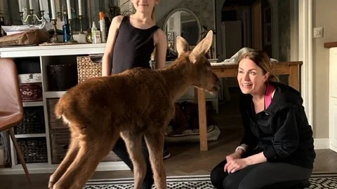 Älgkalven fick heta Anni då den bodde hos familjen Högare. Mamma Sanna och dottern Luni pratar med älgkalven, som bodde hos familjen i fyra dagar.