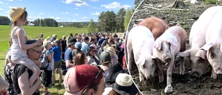 Grissläpp: Hundratals jublande barn och chockade grisar möttes