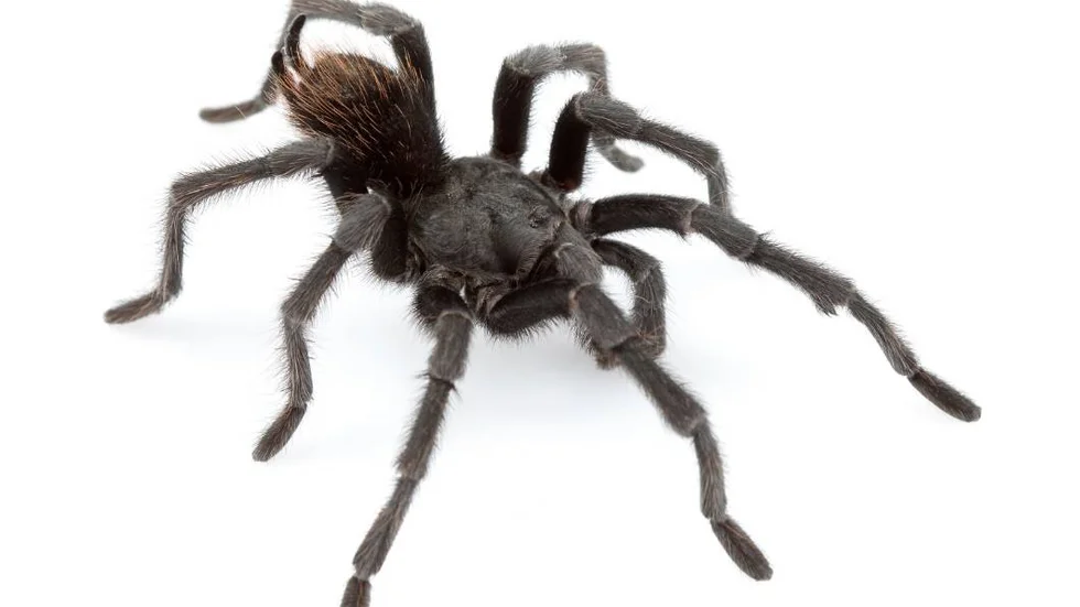 Ny spindelart som nu beskrivs av forskare, Aphonopelma johnnycashi, döpt efter den amerikanske sångaren och låtskrivaren.