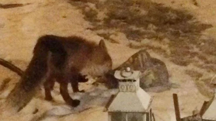 En läsare fotograferade en räv i Bälinge.