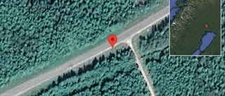 Djur på vägen på E10