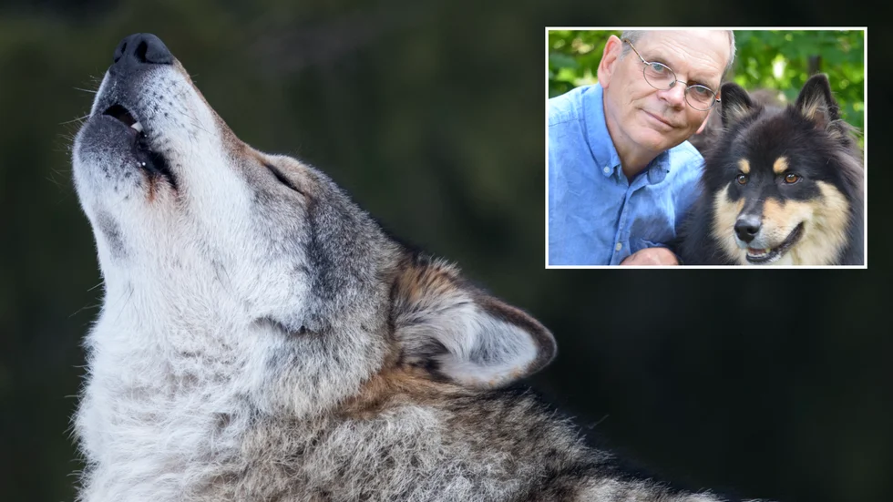 "Alla hundar härstammar från vargar så rent genetiskt är det en smaksak om det ska betraktas som olika arter eller om hunden ska betraktas som en underart till vargen. Där går åsikterna isär hos forskarna. Men de är så på pass nära att det inte är något problem med att korsa en hund och en varg. De kan få fruktbar avkomma med varandra", säger Per Jensen. 