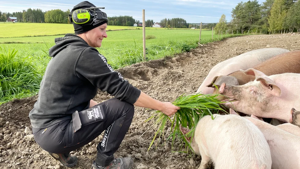Utegrisarna i Järvtjärn är ivriga då Camilla Jonsson tar fram en knippe grönt.
