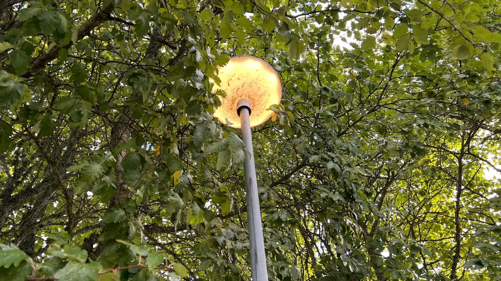 MP i Vadstena vill minska antalet ljuskällor i parker för att främja djur och natur. 