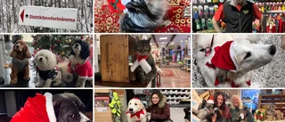 Här är djurexperternas tips och råd inför jul och nyår
