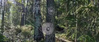 Läsarbilden: Spindelns konstverk