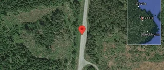 Vilt på vägen på väg 290