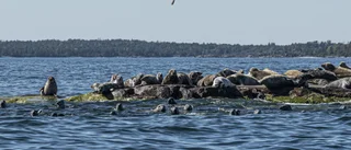 Upplev sälsafari med Bråvikslinjen