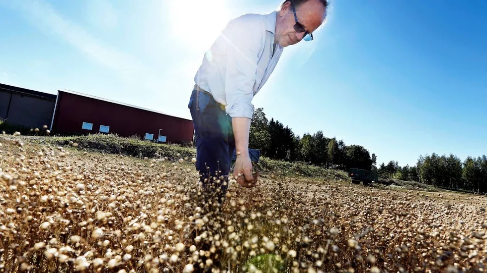 Bra gröda. Håkan Gillheimer på Gillorps gård odlar i år 30 hektar lin.