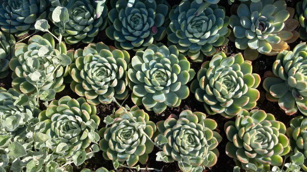 Cactuses in Skellefteå.