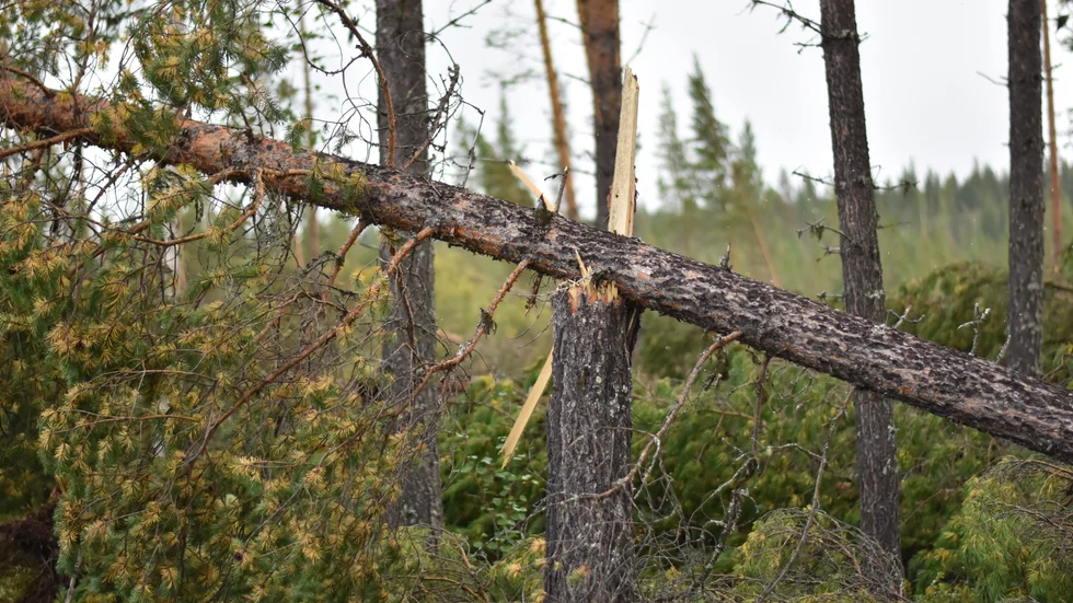 ”I praktiken lägger regeringen över ansvaret för klimatkrisen på kommuner och privatpersoner.”