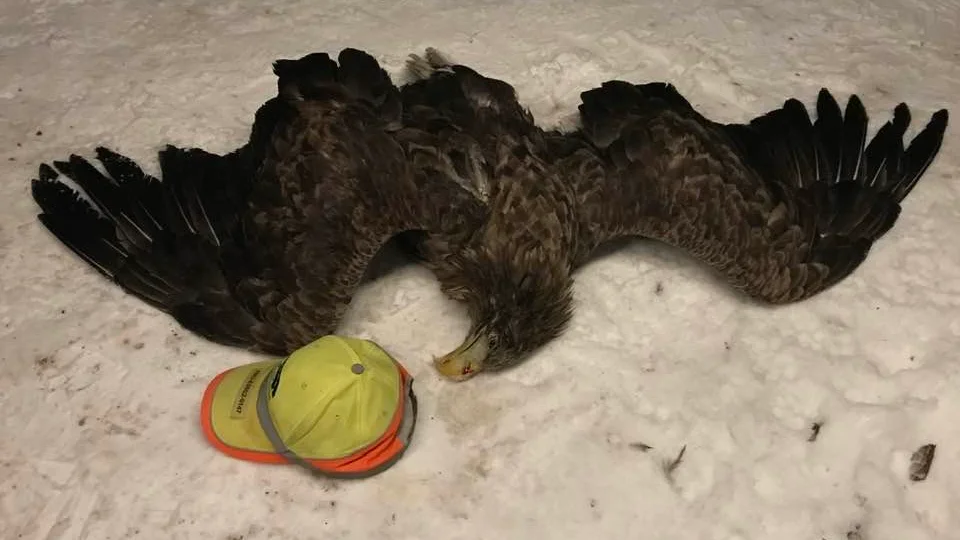 Havsörnen dog vid kollisionen. Här med en keps intill för att få en uppfattning av storleken.
