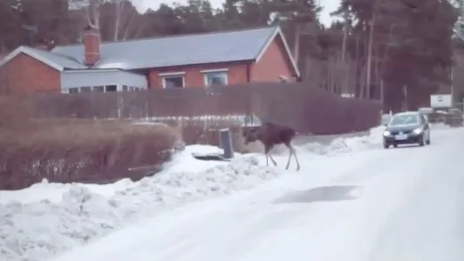 Trädgårdarna i Fanna lockar till sig älgarna. 