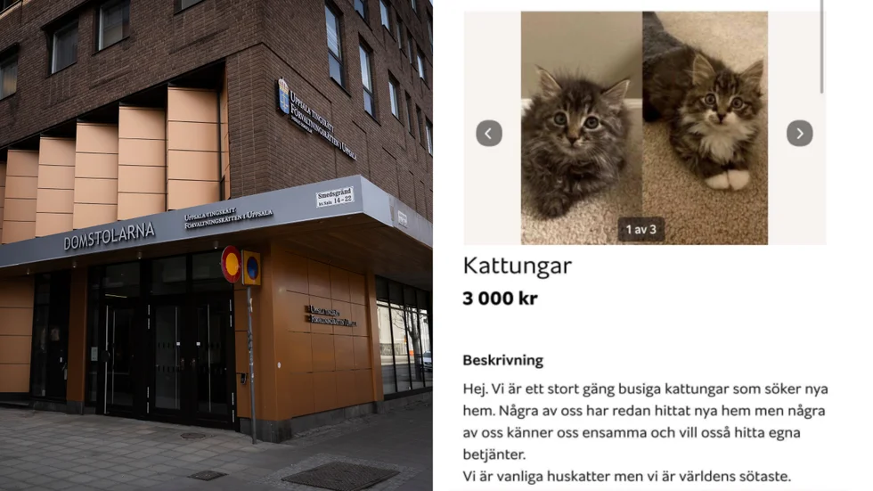 "Världens sötaste" kattungar visade sig vara en bluff och kattungarna på bilden var aldrig till salu. Kvinnan döms till fängelse och ska dessutom betala skadestånd till de som gick på bluffen.