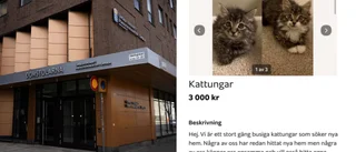 Kvinna sålde kattungar som inte fanns – döms för bluffen