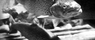 Kryssningskaj stör fisken