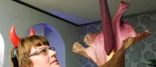 Den här blomman stinker!