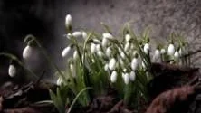 Tidiga. Året hann knappt börja så slog snödropparna ut.FOTO: HENRIK RADHE