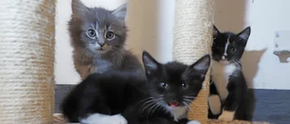 Kattägare anmäls för bristande djurhållning