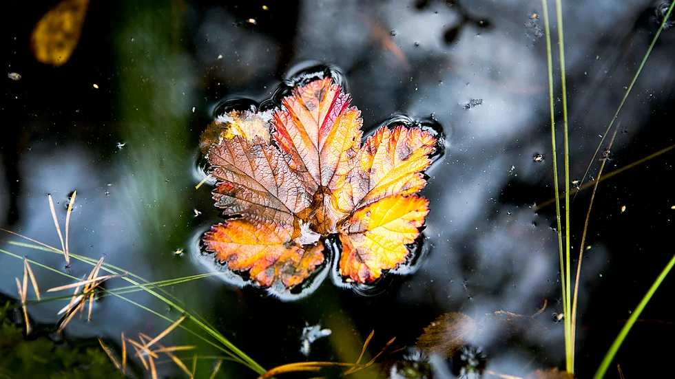 Ännu har vi varma dagar, även om kvällarna har blivit kyligare och framför allt mörkare.
