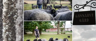 De finaste fåren – och de bästa lammbönderna
