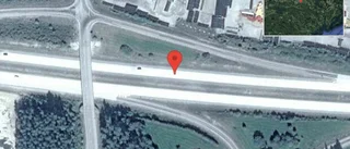 Rådjur på vägen på E20