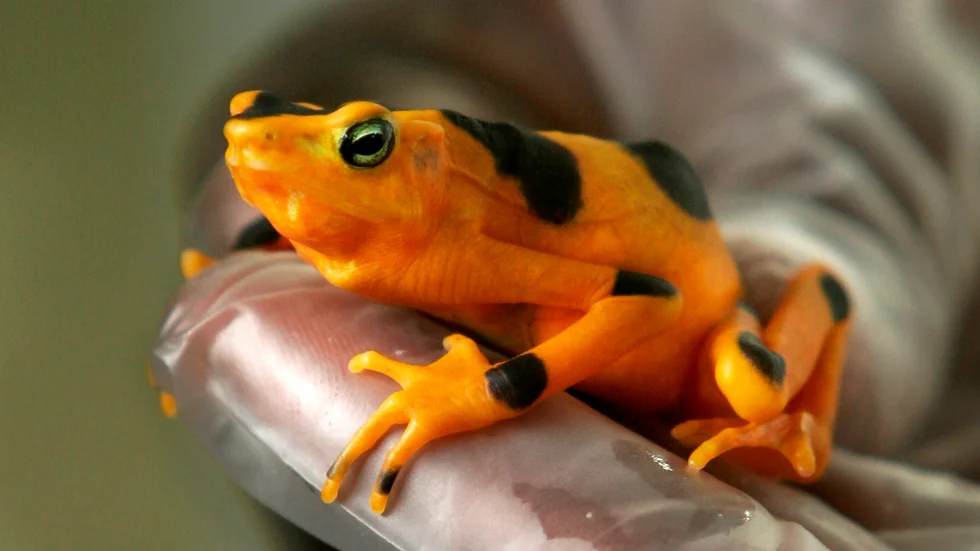 Den svart-och-gulprickiga grodan Atelopus zeteki är endemisk för centralamerikanska Panama, men hotas nu av en supersvamp. Arkivbild.