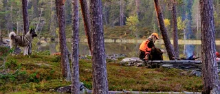 Älgjakten startar – tänk på det här som jägare