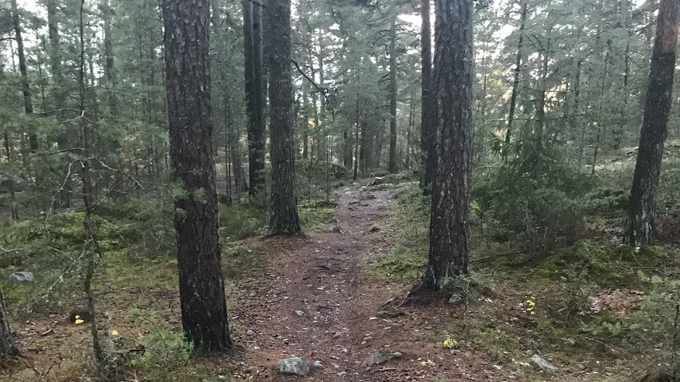 Mountainbikeåkare uppskattar terrängen på Tingstuhöjden.