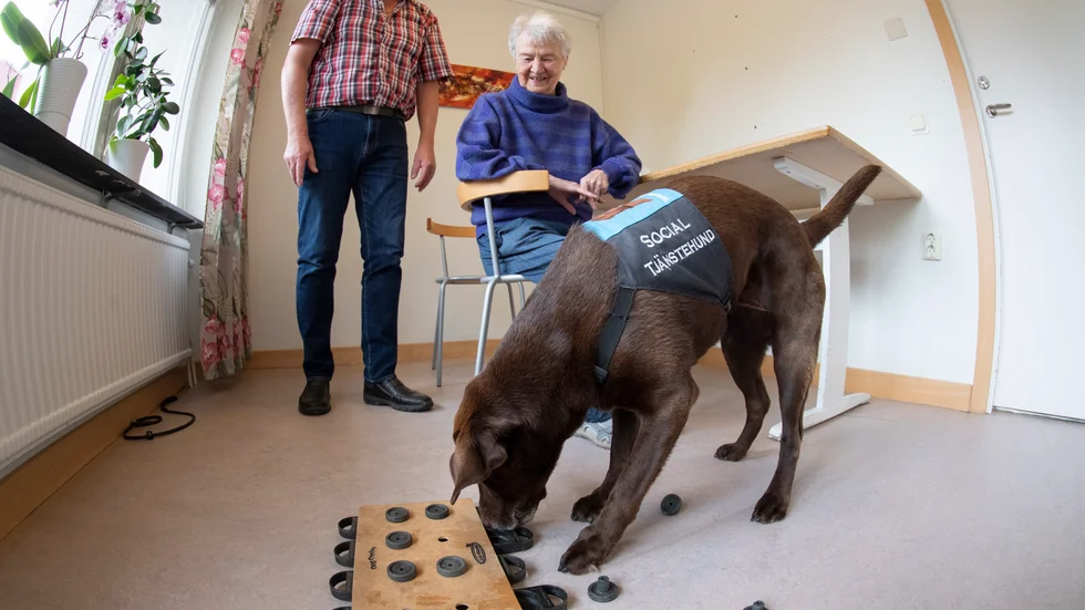 Gertrud ler när hon ser hur Bruna gör allt för att få ut hundgodiset ur facken.