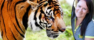 Covid-utbrott bland kattdjur på djurpark – nu ser Parken Zoo över sina rutiner