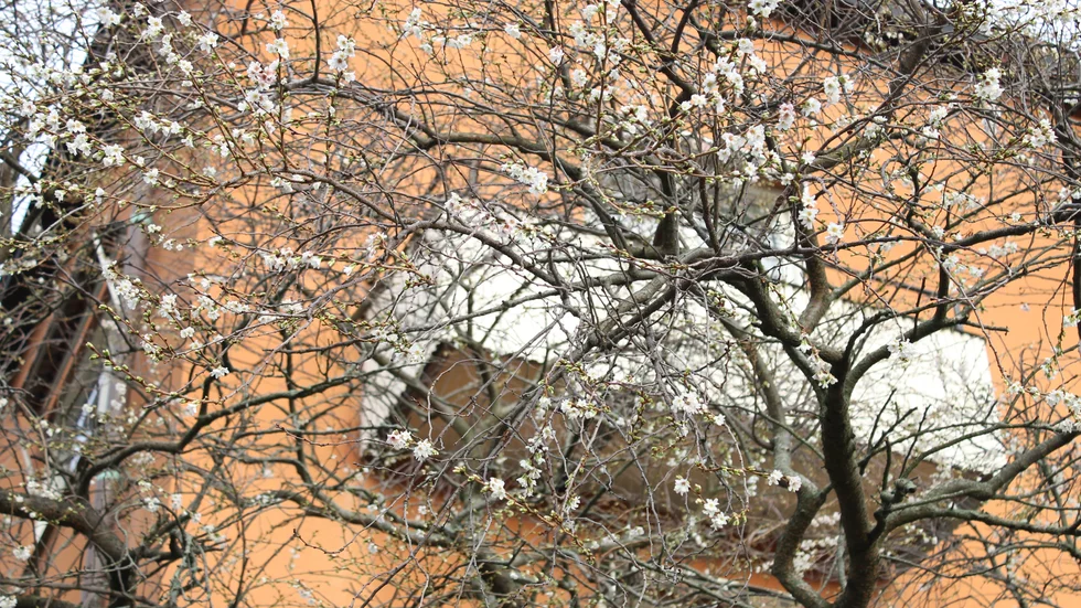 Körsbärsträdet vid brandstationen blommar, med en vecka kvar till jul. Den milda vintern är förklaringen.