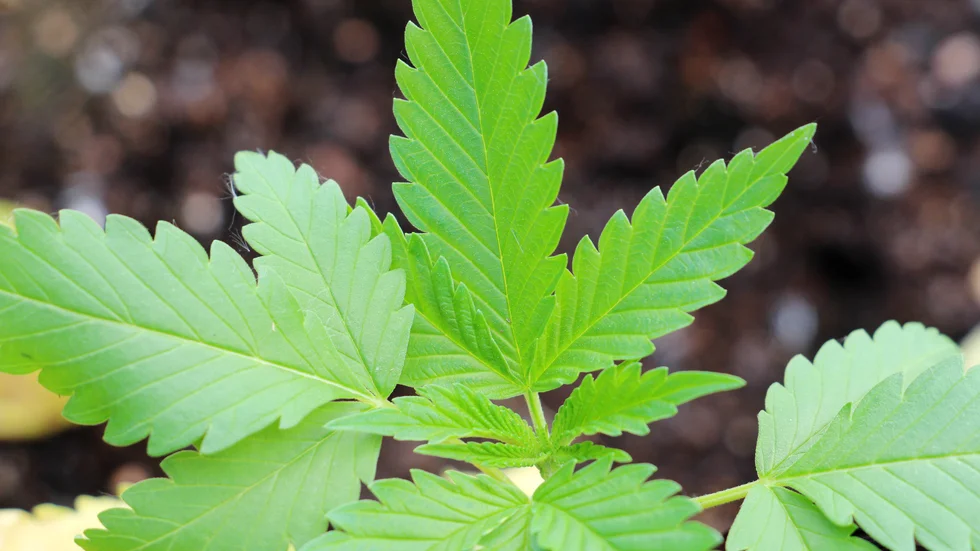Odlingen av en cannabisplanta gav dagsböter för ringa narkotikabrott.
