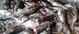 Fiskare fuskade med fångstredovisning