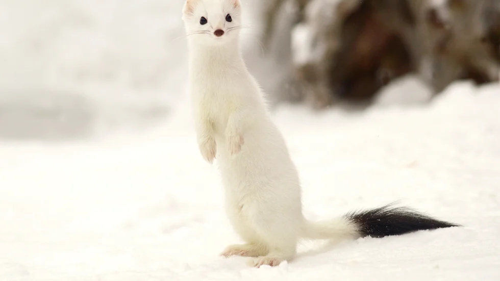 Plötsligt stannade hermelinen upp och tittade på fotografen.
