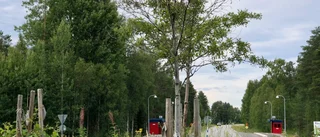 Hela rondellen är vildvuxen    