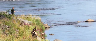 Fler köper fiskekort – kassaklirr för fiskeförening