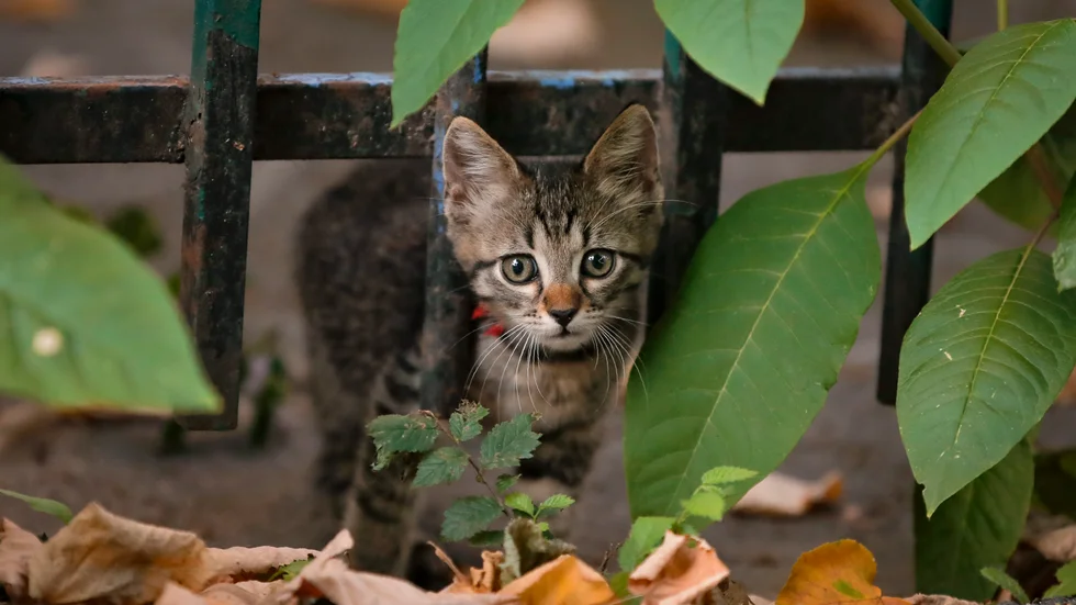 De flesta katter kommer hem igen men en del försvinner för alltid. Många kattungar lämnas vind för våg så alla bör kastrera sin katt menar Ylva Lindgren. 