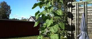Solosorna växer så det knakar  