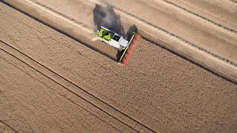 Lantmännen vill öka odlingen av durumvete på Gotland, så att man får in 6 000-8 000 ton per år. De svenska kvarnarna behöver årligen cirka 15 000 ton, varav det mesta är import.