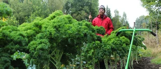 Självhushållningen växte - blev bokade grönsaker