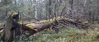 Då kan vi skapa en lycklig mångfaldig värld