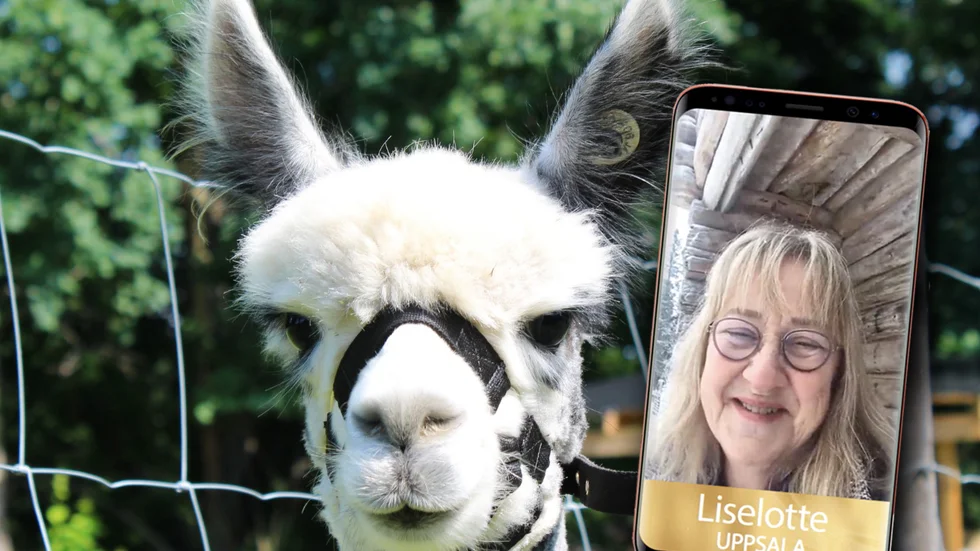 En av de tolv lottovinnarna är Liselotte Pärlefors som funderar på att köpa en alpacka.